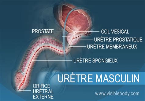 méat urétral|L’URETRE MASCULIN : ANATOMIE DESCRIPTIVE ET。